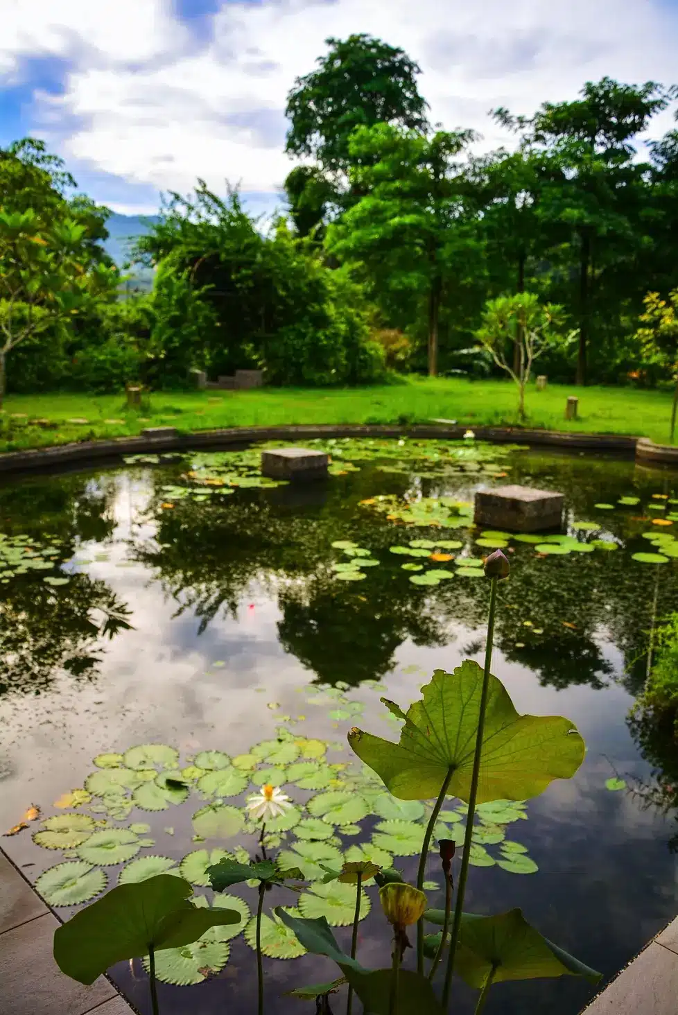 ananda-suruci-lily-pond