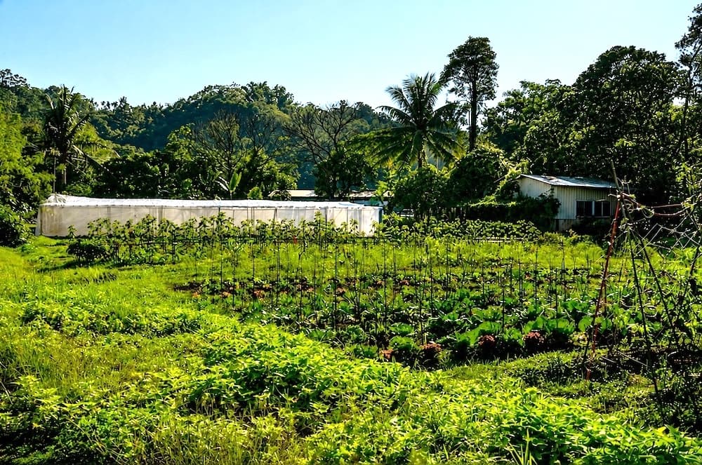 ananda-suruci-vegetable-farm