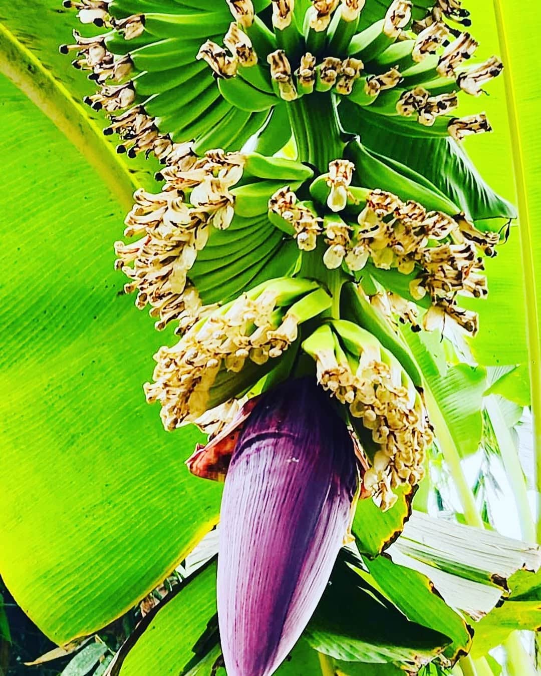 banana-flower