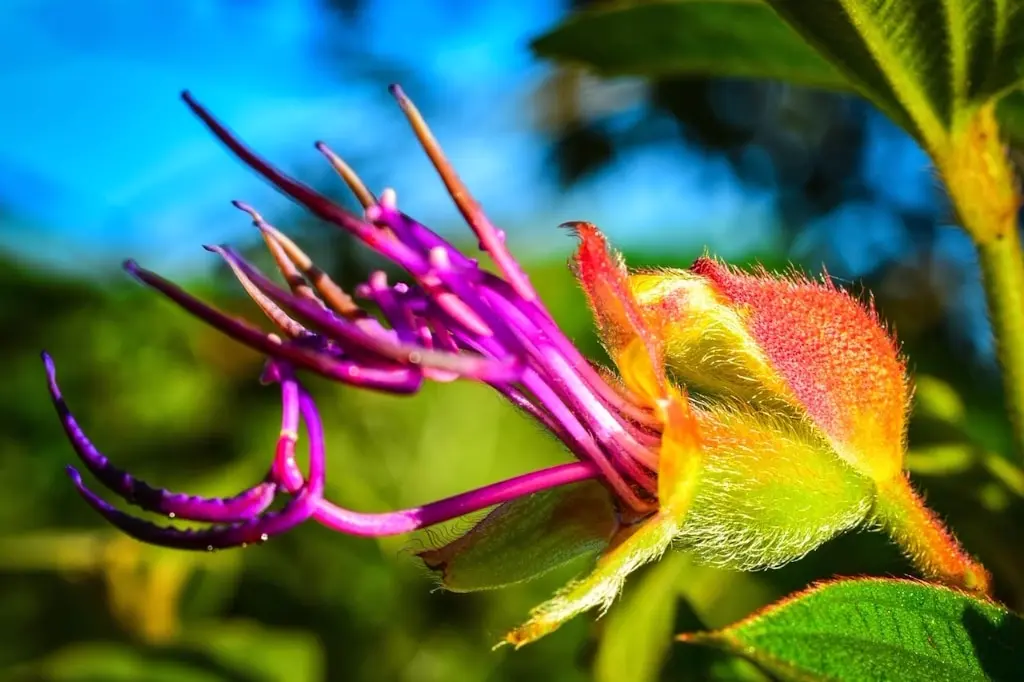 beautiful-flower Tropical flower at Ánanda Suruci Yoga Retreat Center