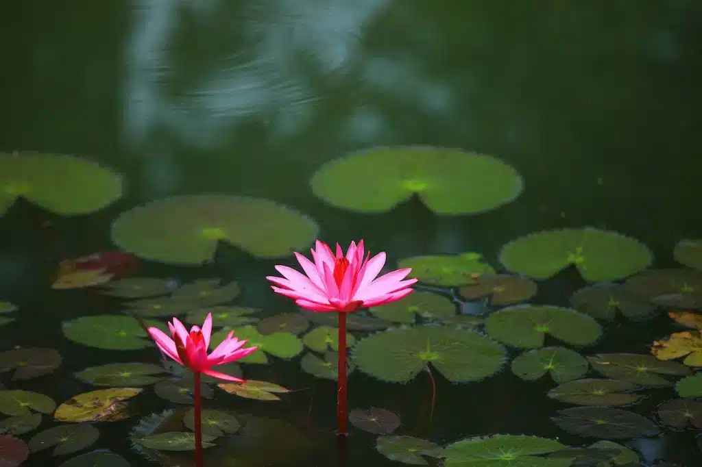 lilies Water lilies at Ánanda Suruci Yoga Retreat Center